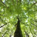 ”Drveće radi remedijaciju”, projekat smanjenja zagađenja na deponijama u Novom Sadu i Vinči (AUDIO)