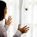 Žena videla neobičnog pauka pa se prepala: Mislim da ispred vrata imam crnu udovicu!