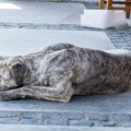 Leševi pasa na sve strane, neprijatan miris se širi ulicama: Masovno trovanje životinja u Labanu