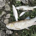 Horor u reci Kolubari: Na stotine mrtvih riba pluta po površini ili je nasukano na obalu, pomor hitno prijavljen nadležnim…