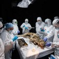 Ruski naučnici provode autopsiju vuka starog 44.000 godina