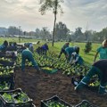 Zelenilo počelo sadnju 125 hiljada komada jesenjeg cveća koje će ulepšavati gradske trgove, parkove i ulice