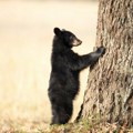 Zoološki vrt u Češkoj se žalio EK: Zašto je u Slovačkoj dozvoljeno kontrolisano ubijanje medveda