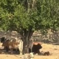 Fotografija koja je obišla svet Evo u čemu je tajna "čudesnog" drveta - jedinog koje je preživelo požar