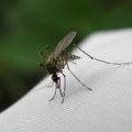 Na teritoriji Beograda u jednom uzorku komarca detektovan virus Zapadnog Nila