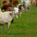 Ne troše gorivo, a čuvaju šume od vatre: Za ove "žive kosilice" sada traže novac od EU, daju im novi posao