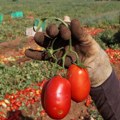 Otvoren konkurs za sufinansiranje kontrole i sertifikacije organske proizvodnje u Vojvodini