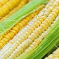 EU dozvolila tri vrste GM kukuruza za stočnu hranu