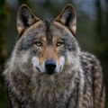Vukovi na putu da izgube status strogo zaštićene vrste u EU