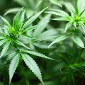 Policija u Negotinu zaplenila 2 kilograma marihuane i skoro 600 semenki kanabisa