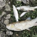 Horor u reci Kolubari: Na stotine mrtvih riba pluta po površini ili je nasukano na obalu FOTO