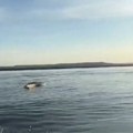 Užasavajući prizor na jezeru: Biznismen krenuo na pecanje, pa naleteo na ogromnu mrtvu kobru (video)