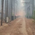 (VIDEO) Požar u Vincima kod Golupca - gori borova šuma, meštani u strahu i traže pomoć jer je vatra stigla do kuća