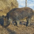 Profesor Poljoprivrednog fakulteta: Uprava za veterinu nedovoljno ozbiljno shvata problem afričke kuge svinja