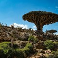 Čudesna priroda Sokotre, najneobičnijeg ostrva na planeti