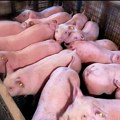 Ubijeno 11.840 svinja u Srbiji: Afrička kuga svinja pronađena na blizu 1.000 gazdinstava