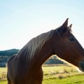 Nestala kobila Viola u selu kod Čačka, vlasnik ne pita koliko košta da mu je vrate: Ponudio pozamašnu nagradu nalazaču