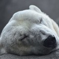 Polarni medved uginuo od ptičjeg gripa na Aljasci