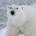 Polarni medvedi gladuju: Prinuđeni da jedu ptičja jaja, bobice i travu