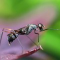 Prirodno sredstvo protiv komaraca i mrava koje svakodnevno bacamo