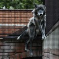 Krenula u šetnju, pa ušla u kavez sa vukovima: Horor u Francuskoj, žena (37) prebačena u bolnicu sa teškim povredama!