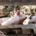 Na farmama kod Vukovara potvrđena afrička svinjska kuga