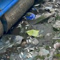 Pomor u Savskom rukavcu: Umesto svežine širi se smrad, nema više plavetnila, komešaju se tela ribe u raspadu