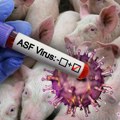 Откривамо 5 жаришта афричке куге свиња у Србији: Како се преноси, да ли је опасна по људе и како је спречити?