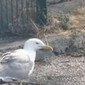 Naišao na ortaka, pa ga pojeo Ovaj bizaran snimak je viralan na mrežama (VIDEO)