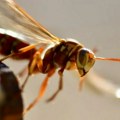 Više ljudi strada od ujeda ovih "terorista" nego od zmija Posebno su aktivni u ranu jesen, prave gnezda na nepristupačnim…