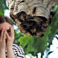 Више људи страда од уједа ових "терориста" него од змија Посебно су активни у рану јесен, праве гнезда на неприступачним…