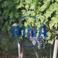 Берба грожђа у српској Тоскани у пуном јеку: Из винограда Карађорђевића ове године очекује се до 25.000 литара најбољег вина…