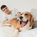 Šokantno upozorenje stručnjaka: Omiljena igra sa psom može izazvati ozbiljne povrede – Evo kako da zaštitite svog ljubimca…
