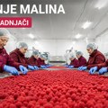 Sjajni uslovi i dobra plata- traže se radnici za prebiranje malina u hladnjači u Požegi