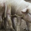 Šabac proglasio vanrednu situaciju zbog afričke kuga svinja
