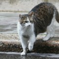 Mačka "kurir droge" uhvaćena u Rusiji: Pokušala da prokrijumčari narkotike u zatvor