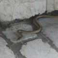 U centru Niša muškarca ujeo smuk