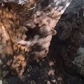 Lovci spasili meče iz duboke jame kod Mostara: Životinja se zubima uhvatila za konopac i izvukla na slobodu (video)