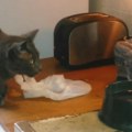 Mačka u ratu sa tosterom! Nakon krastavaca, na red je došao novi neprijatelj (VIDEO)