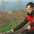 Vratio se iz Amerike i posadio borovnice u Srbiji David iz Svilajnca je mladi poljoprivrednik za ponos, sve radi ručno a…