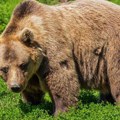 Medved upao na sahranu u Rumuniji i izazvao paniku