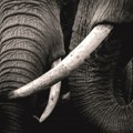 Zemlje južne Afrike traže ukidanje zabrane o prodaji slonovače