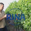 Unuk ide stopama svog pradede: Nemanja iz Lipovca u rodnom selu ima vinograd za ponos, a vina pravI isključivo po…