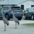 Životinje vrištale pred udar uragana Jezive scene snimljene pre nego što se užas spustio na zemlju (VIDEO)