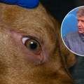 Da li psi vide samo crno-belo? Odgovor veterinara Terzina je hladan tuš za vlasnike