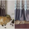 Šokirao ih prizor "krvavog" psa, a onda su shvatili šta se desilo: Kuća kao mesto zločina, a on se pravi da je sve ok