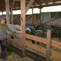 Iz Finske u selo kod Valjeva: porodica sa troje dece započela novi život sa stotinu ovaca