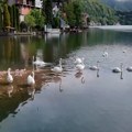 Labudovi - ukras Zvorničkog jezera