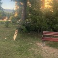JKP „Mediana“ upozorava na mogućnost padanja grana usled nestabilnog vremena