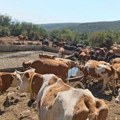 Dekan Poljoprivrednog fakulteta: Smanjenjem stočnog fonda Srbija gubi prehrambenu nezavisnost